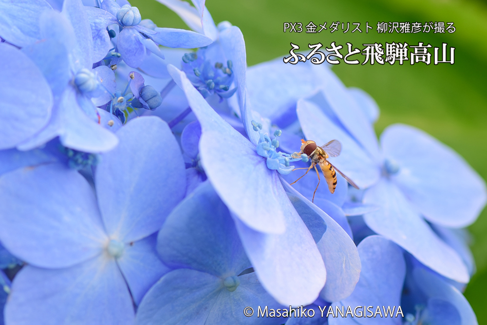 色とりどりのアジサイと、飛騨高山に棲むホソヒラタアブの写真です。