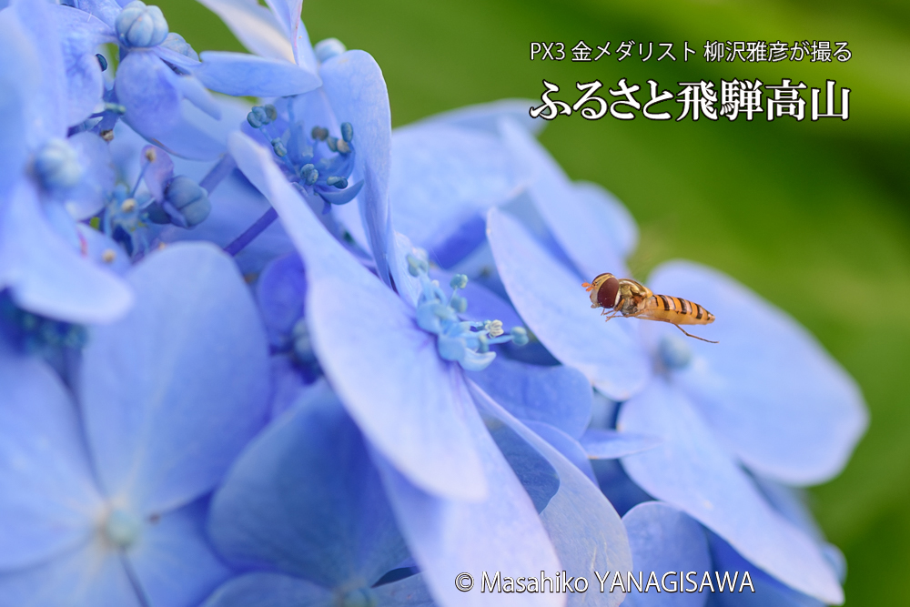 色とりどりのアジサイと、飛騨高山に棲むホソヒラタアブの写真です。