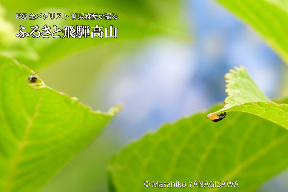 色とりどりのアジサイと、飛騨高山に棲むハムシの写真です。