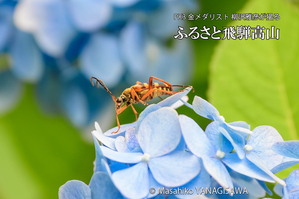 色とりどりのアジサイと、飛騨高山に棲むヨツスジハナカミキリの写真です。
