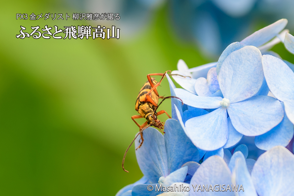 色とりどりのアジサイと、飛騨高山に棲むヨツスジハナカミキリの写真です。