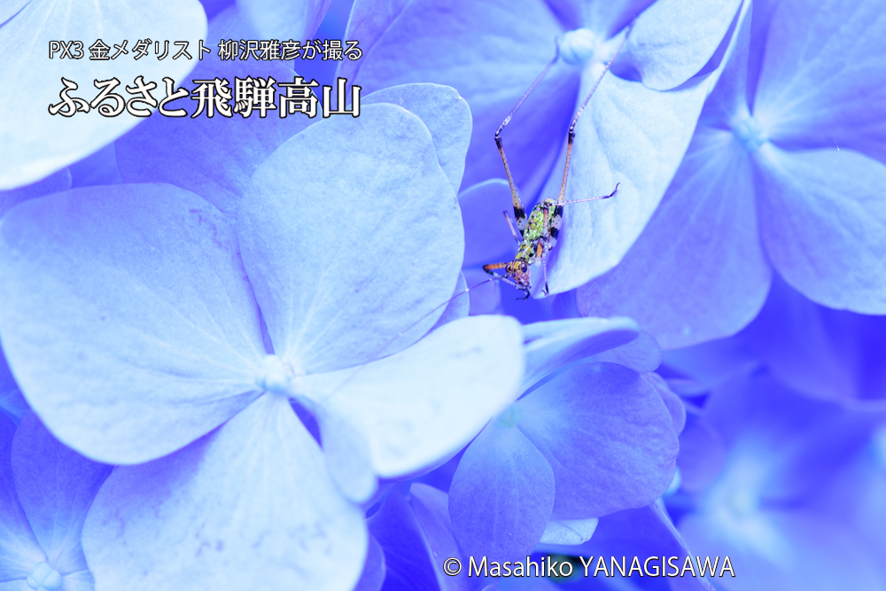 色とりどりのアジサイと、飛騨高山に棲むアシグロツユムシの幼虫の写真です。