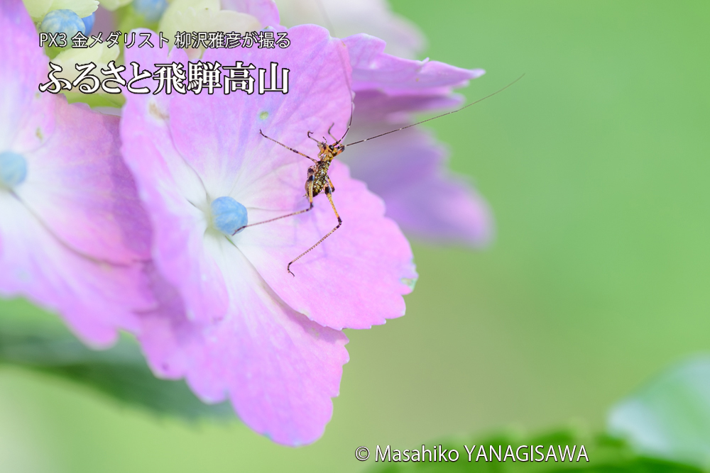 色とりどりのアジサイと、飛騨高山に棲むアシグロツユムシの幼虫の写真です。