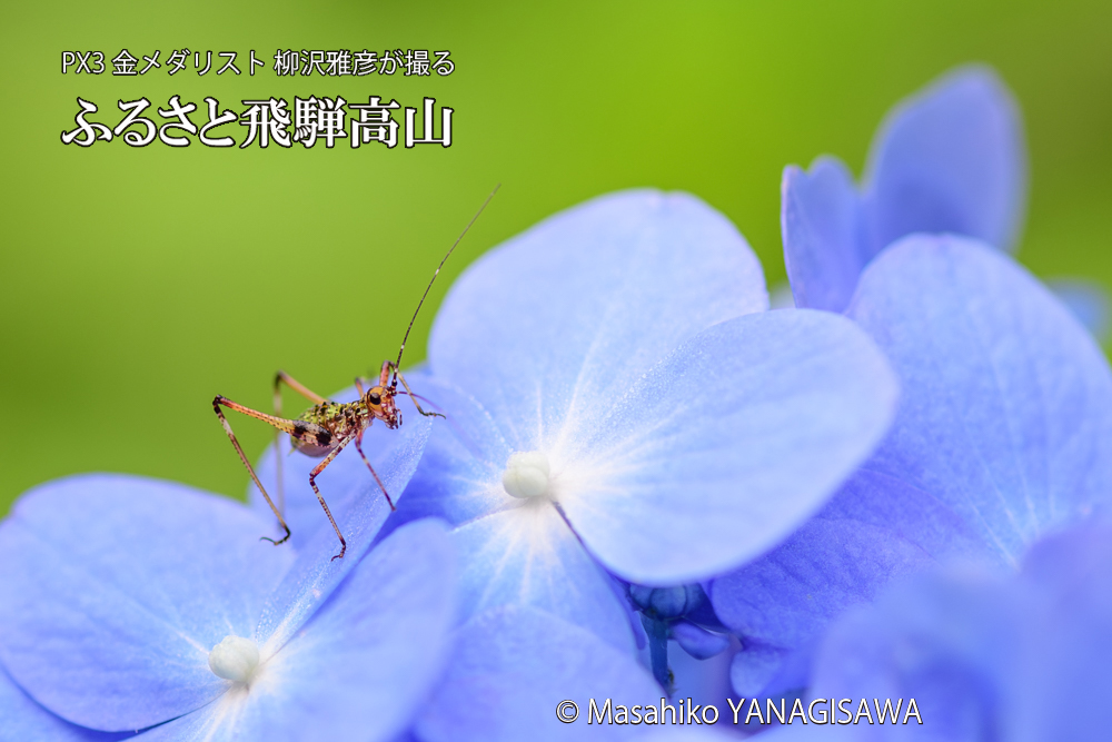 色とりどりのアジサイと、飛騨高山に棲むアシグロツユムシの幼虫の写真です。