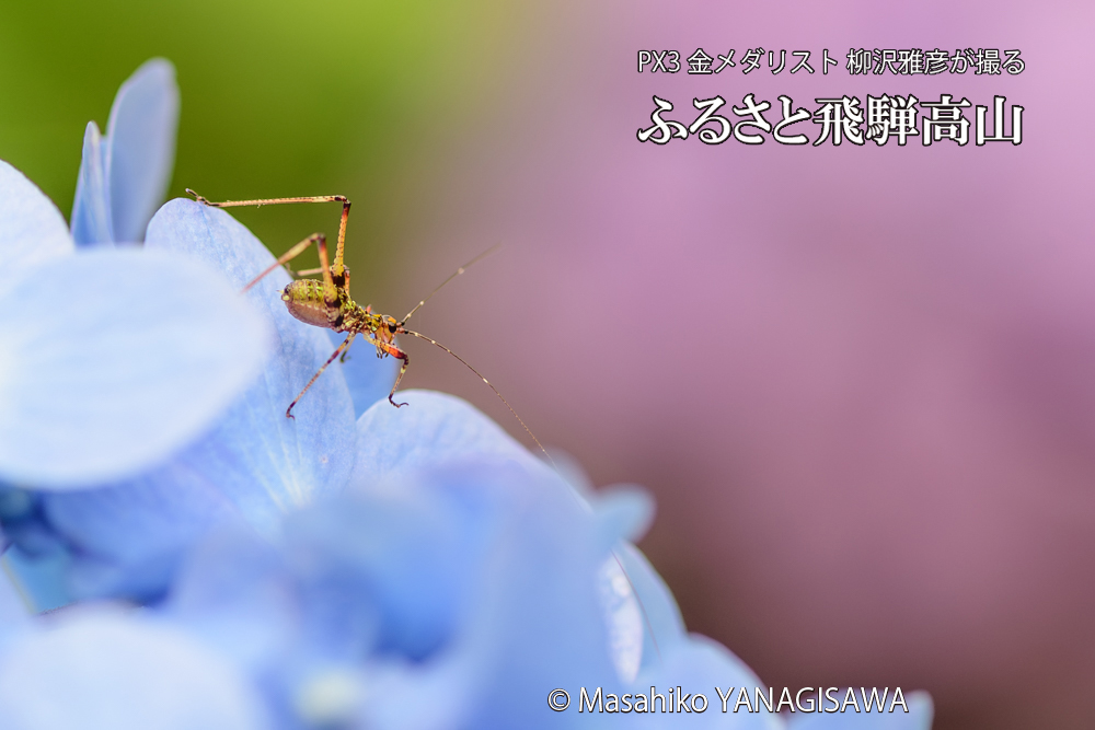 色とりどりのアジサイと、飛騨高山に棲むアシグロツユムシの幼虫の写真です。