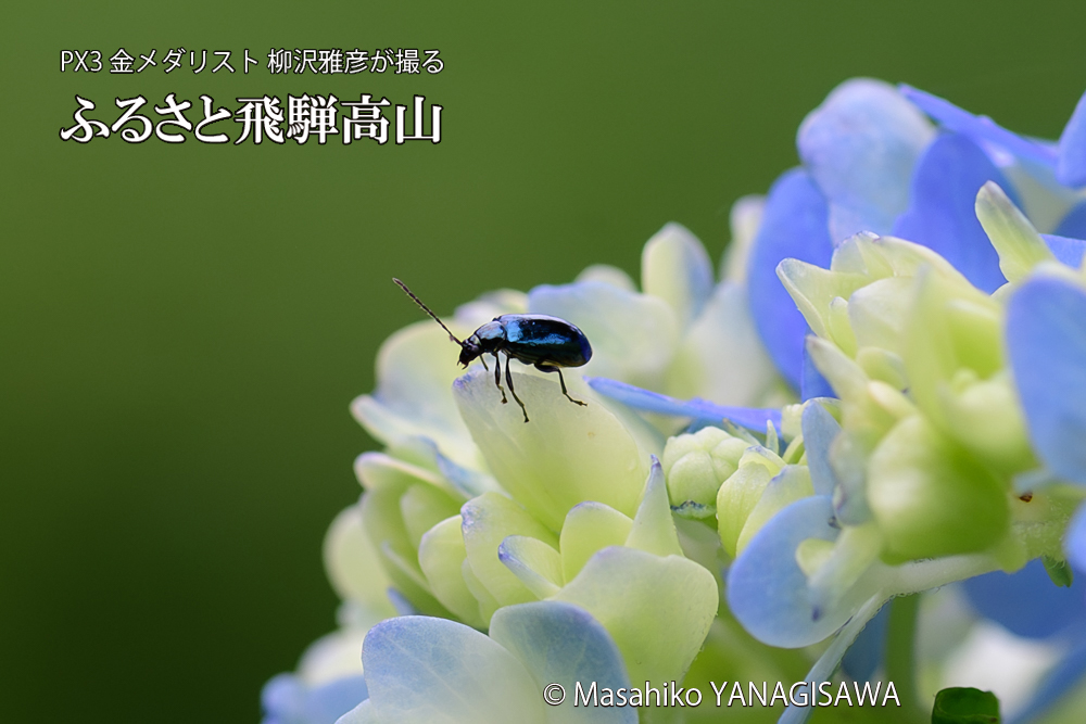 色とりどりのアジサイと、飛騨高山に棲むハムシの写真です。