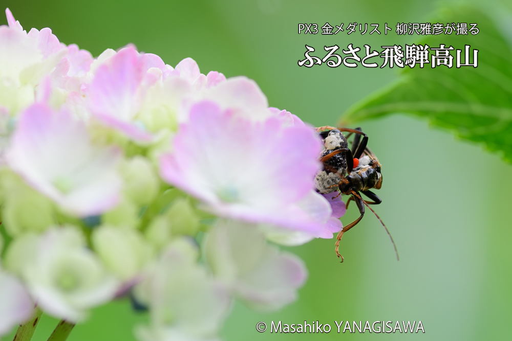 色とりどりのアジサイと、飛騨高山に棲むジョウカイボン＋オジロアシナガゾウムシの写真です。