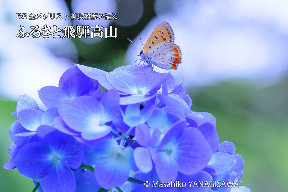 色とりどりのアジサイと、飛騨高山に棲むシジミチョウの写真です。