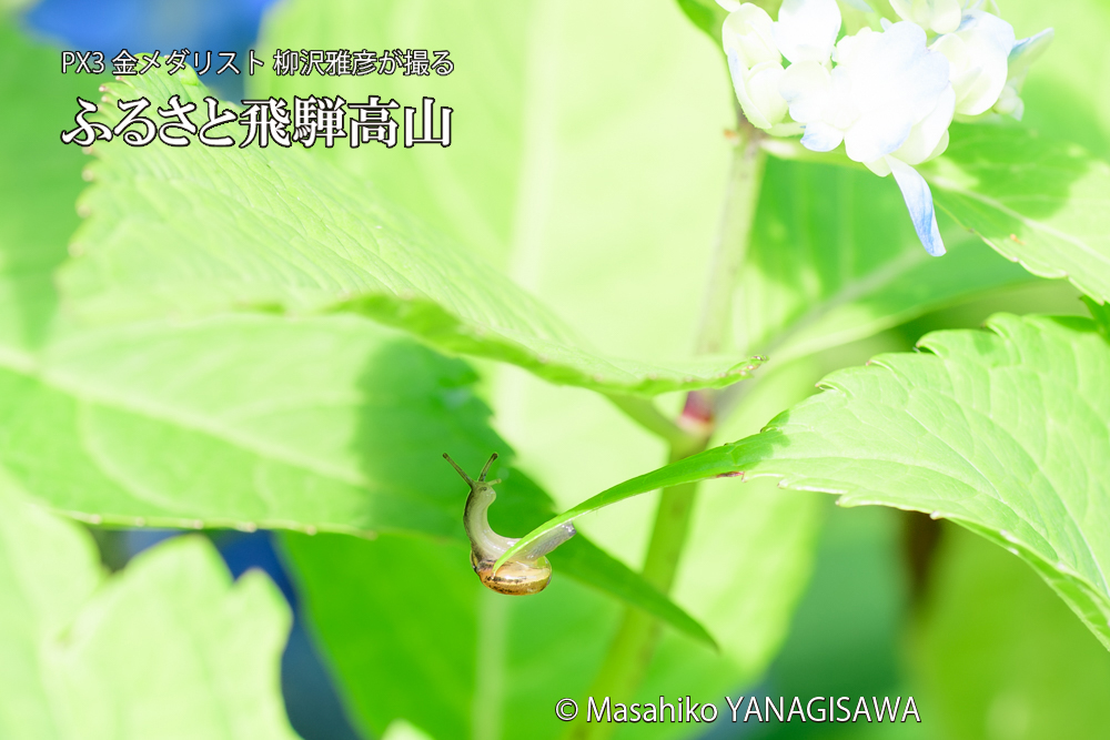 色とりどりのアジサイと、飛騨高山に棲むカタツムリの写真です。