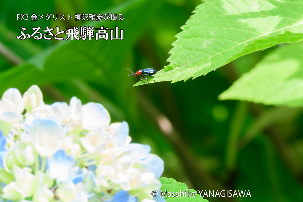 色とりどりのアジサイと、飛騨高山に棲むヤマイモハムシの写真です。