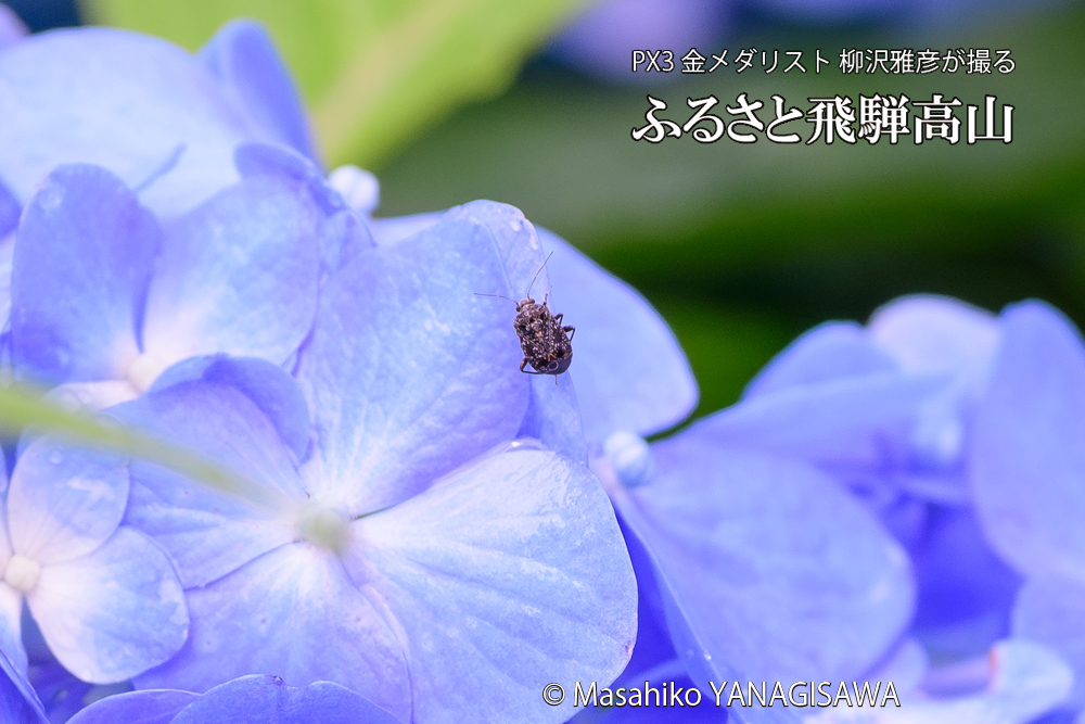 色とりどりのアジサイと、飛騨高山に棲むカスミカメの写真です。