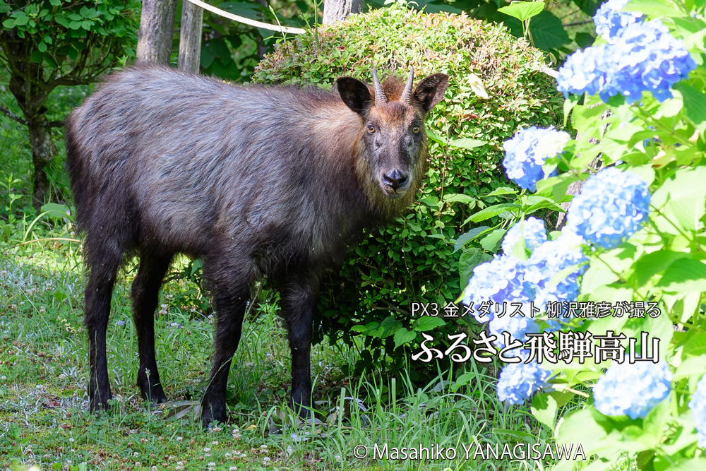 色とりどりのアジサイと、飛騨高山に棲むニホンカモシカの写真です。