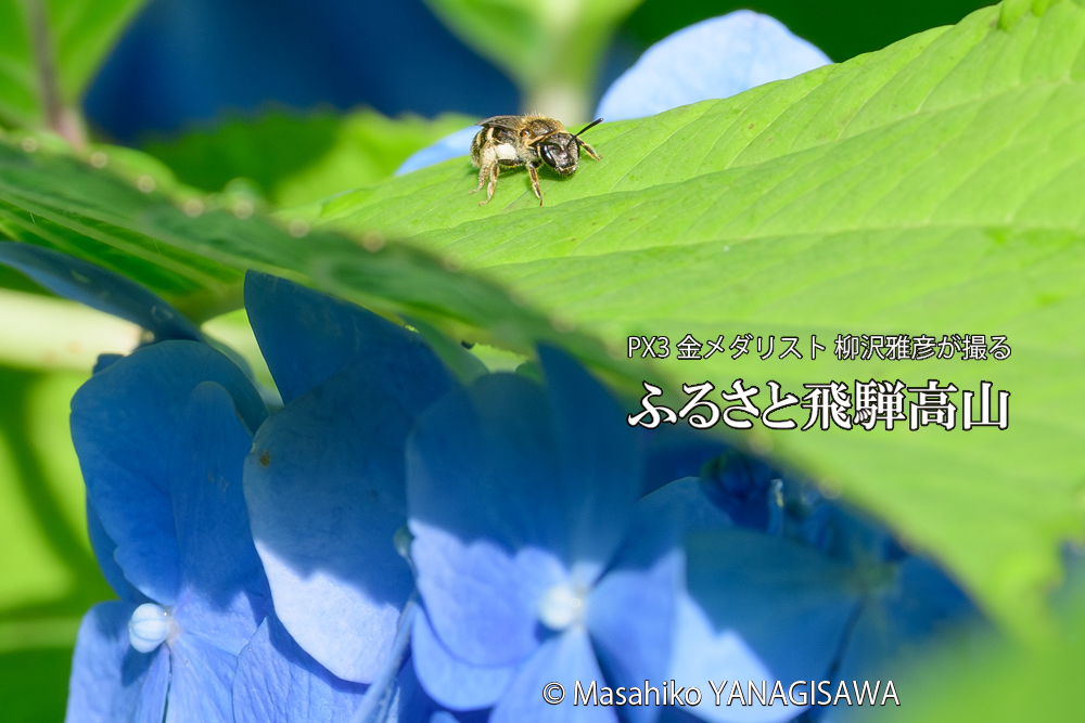 色とりどりのアジサイと、飛騨高山に棲むハナバチの写真です。