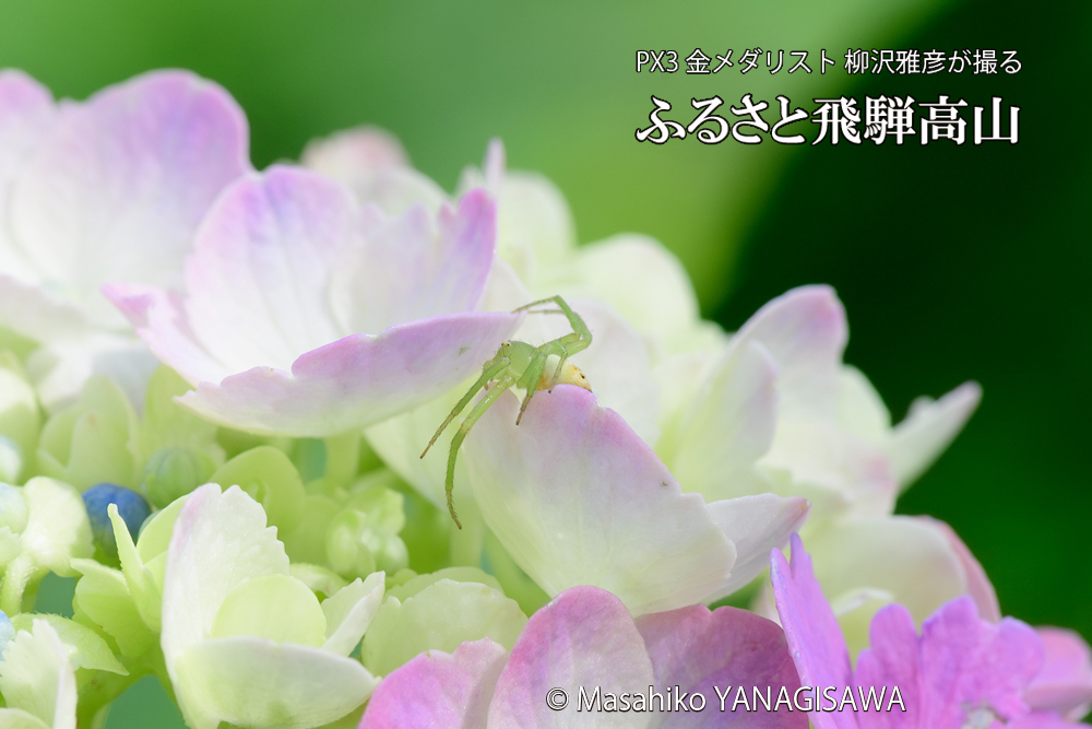 色とりどりのアジサイと、飛騨高山に棲むハナグモの写真です。