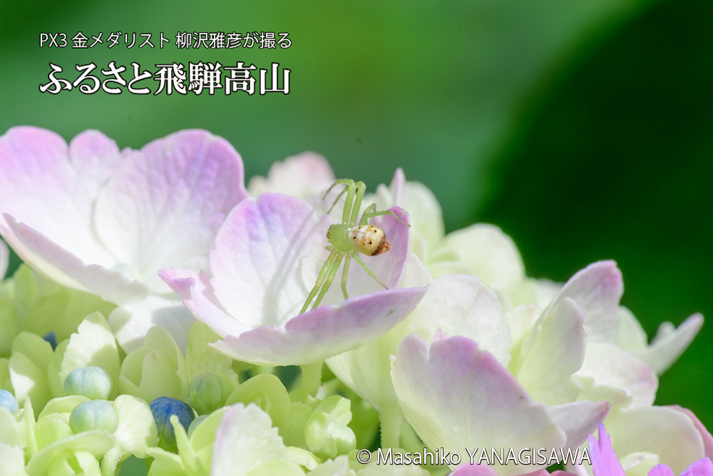 色とりどりのアジサイと、飛騨高山に棲むハナグモの写真です。