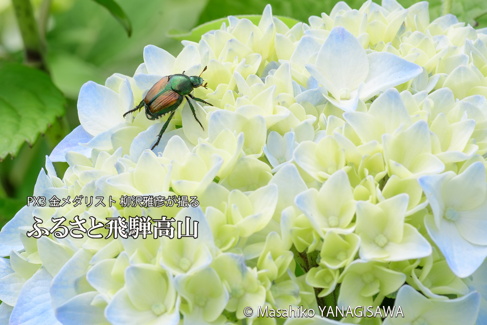 色とりどりのアジサイと、飛騨高山に棲むマメコガネの写真です。