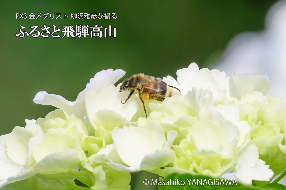 色とりどりのアジサイと、飛騨高山に棲むヒメトラハナムグリの写真です。