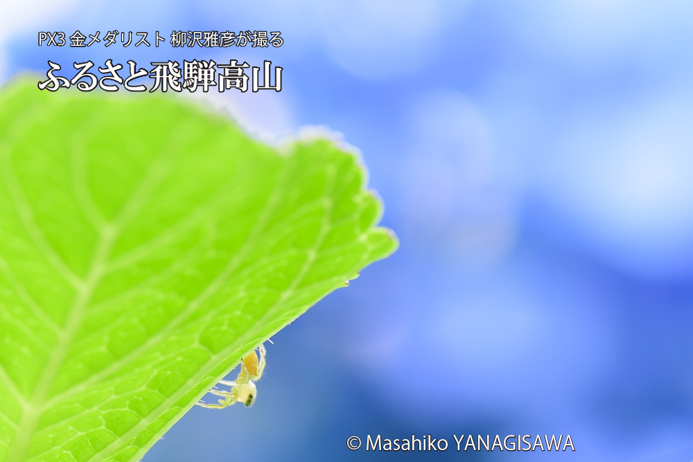 色とりどりのアジサイと、飛騨高山に棲むクモの仲間の写真です。