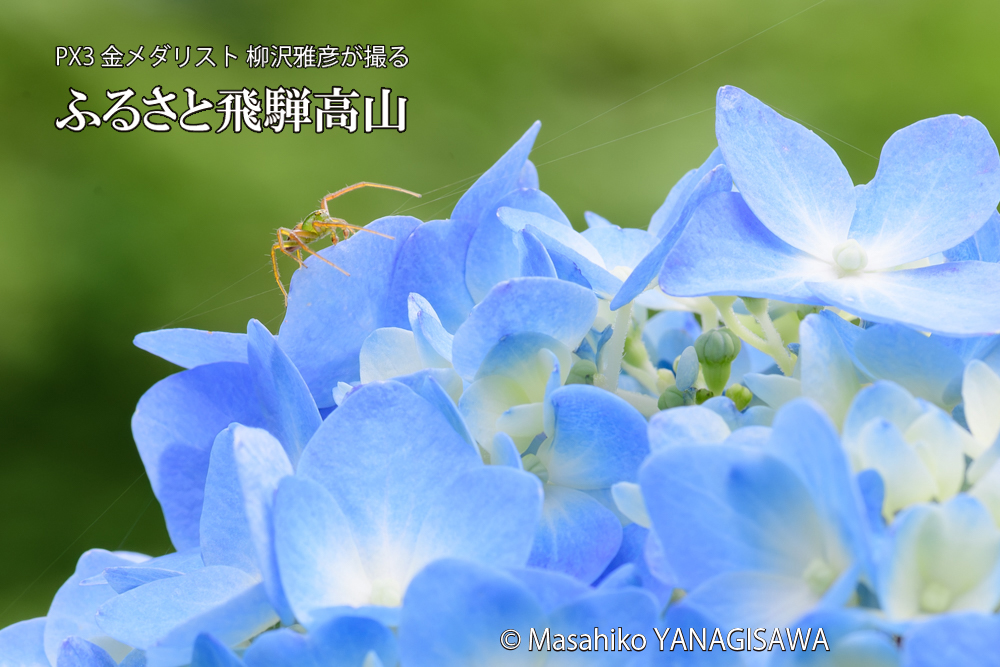 色とりどりのアジサイと、飛騨高山に棲むクモの仲間の写真です。