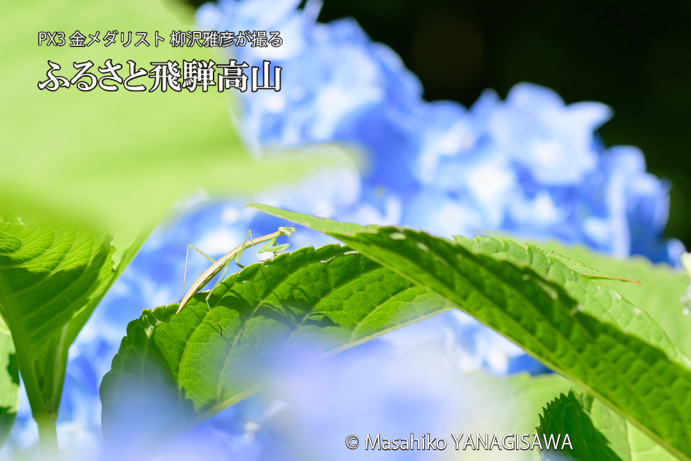 色とりどりのアジサイと、飛騨高山に棲むカマキリの写真です。