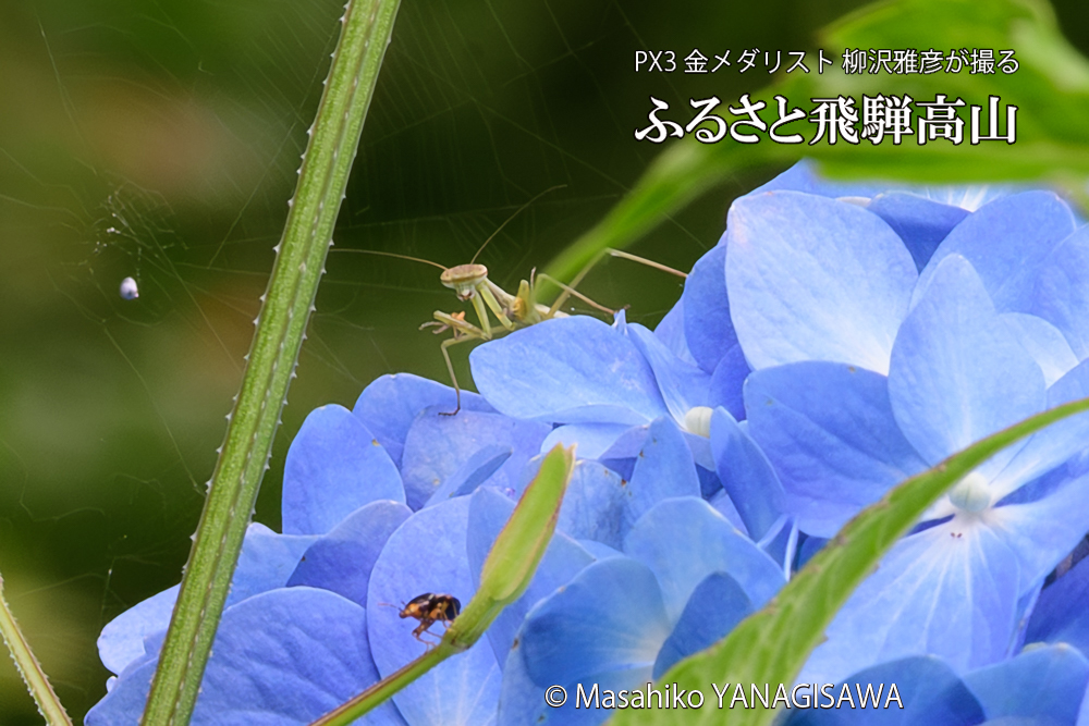 色とりどりのアジサイと、飛騨高山に棲むカマキリの写真です。