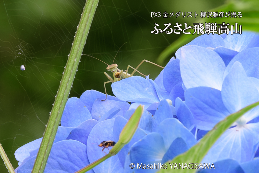 色とりどりのアジサイと、飛騨高山に棲むカマキリの写真です。