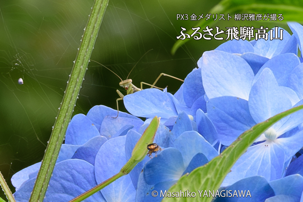 色とりどりのアジサイと、飛騨高山に棲むカマキリの写真です。