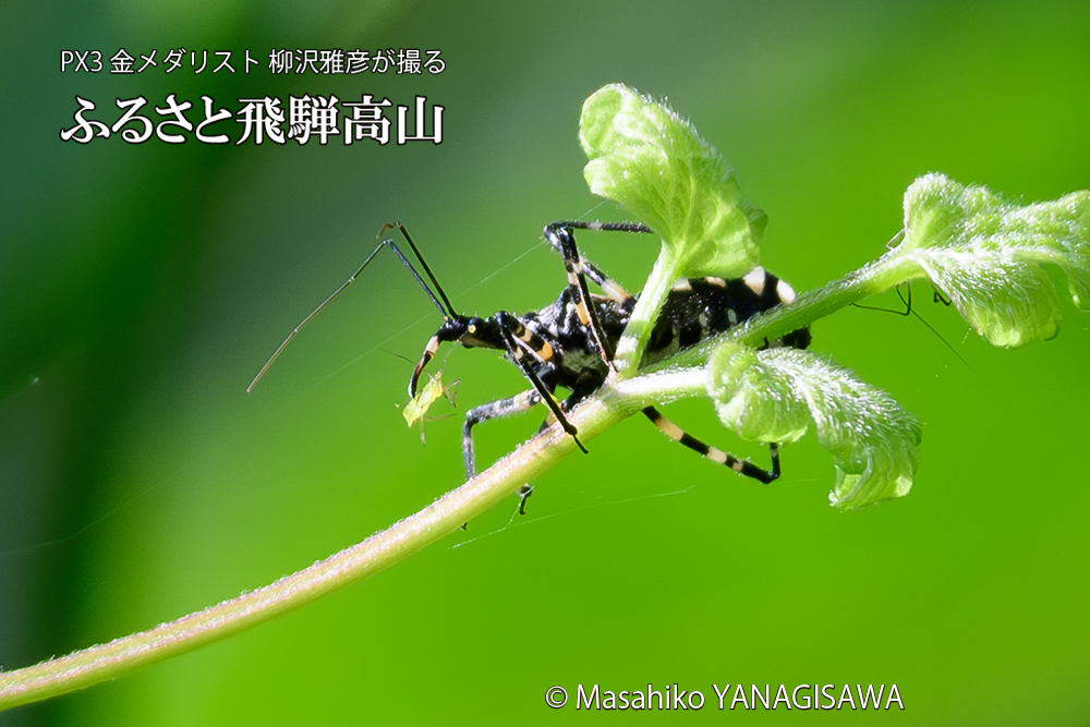 飛騨高山に棲むサシガメの写真です。