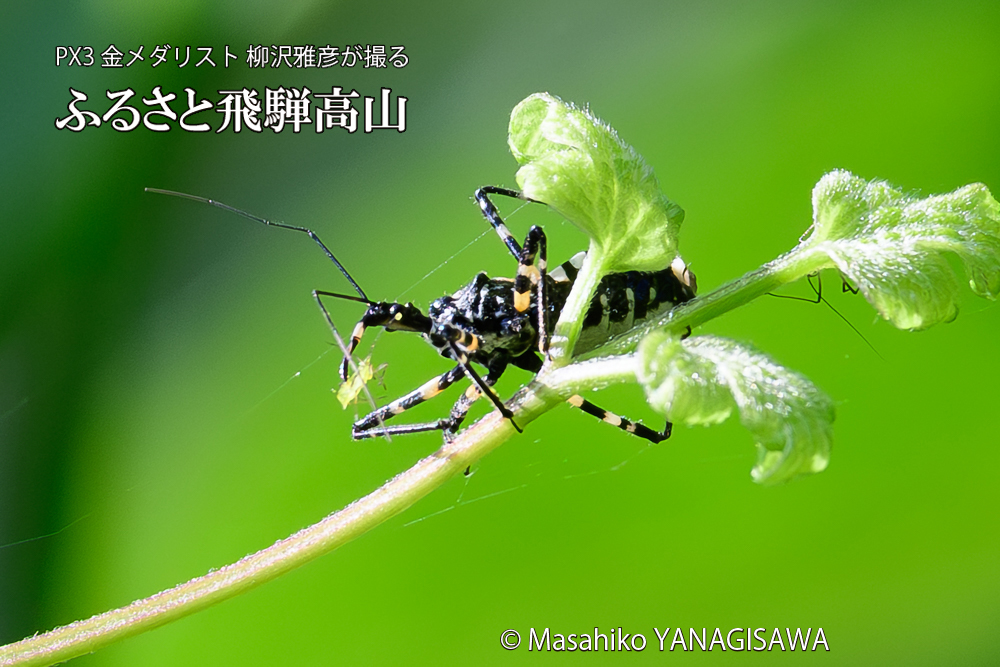 飛騨高山に棲むサシガメの写真です。