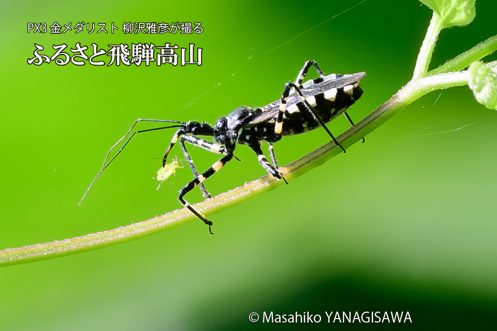 飛騨高山に棲むサシガメの写真です。