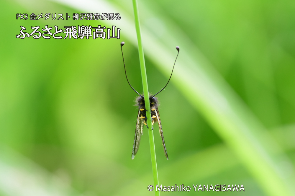 飛騨高山に棲むキバネツノトンボの写真です。