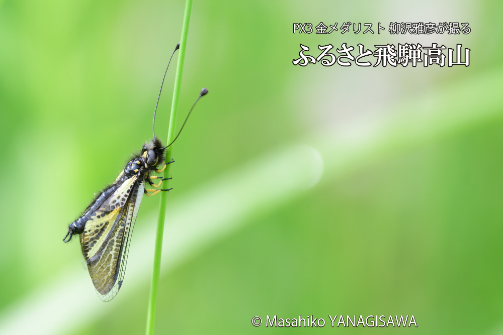 飛騨高山に棲むキバネツノトンボの写真です。
