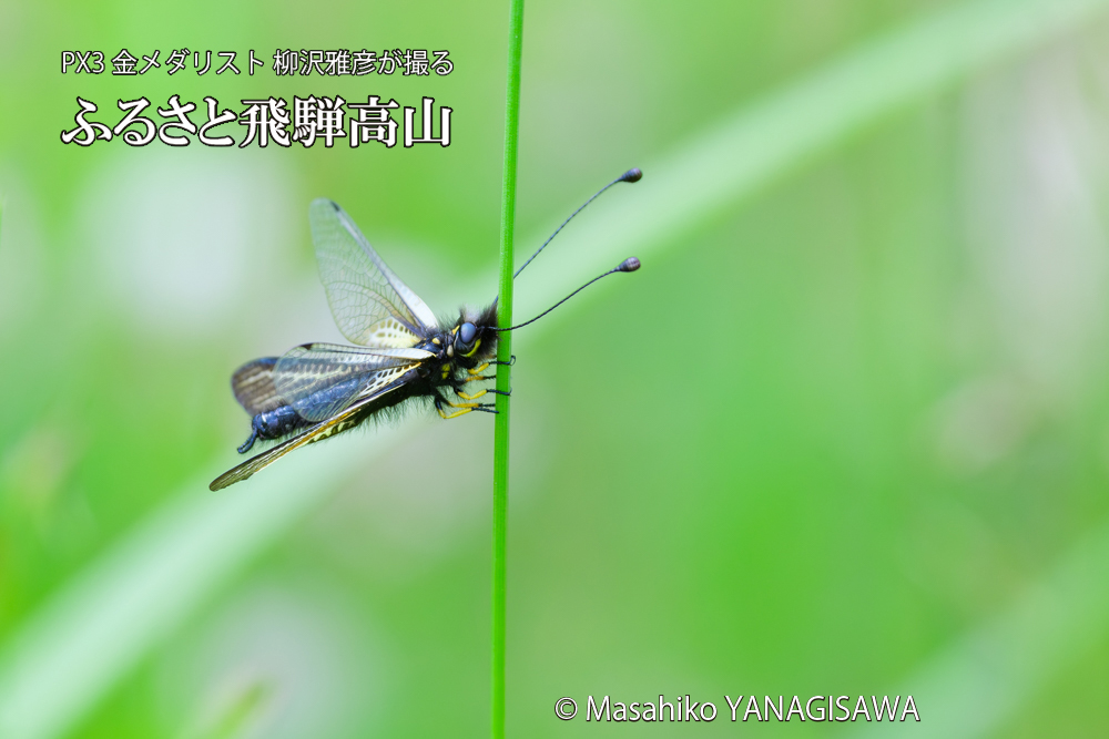 飛騨高山に棲むキバネツノトンボの写真です。