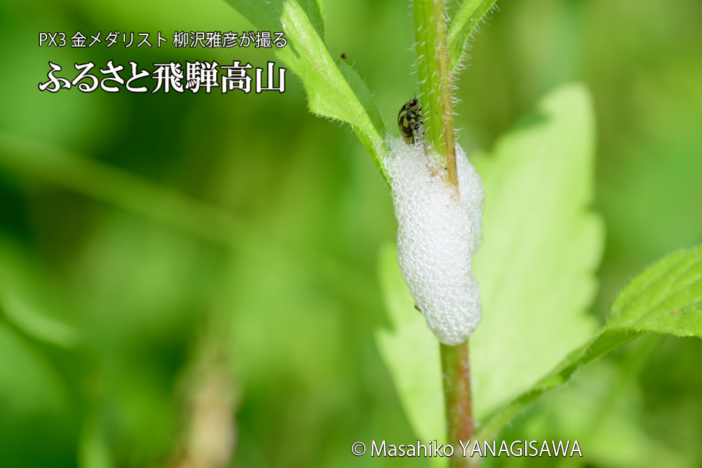 飛騨高山に棲むアワフキムシの写真です。