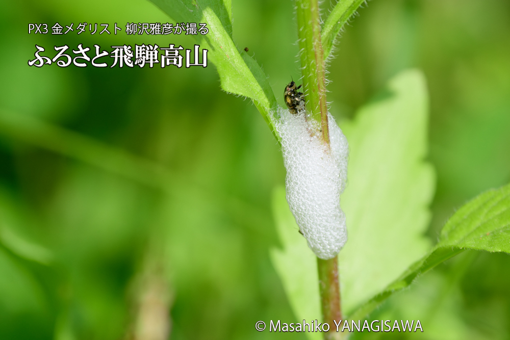 飛騨高山に棲むアワフキムシの写真です。
