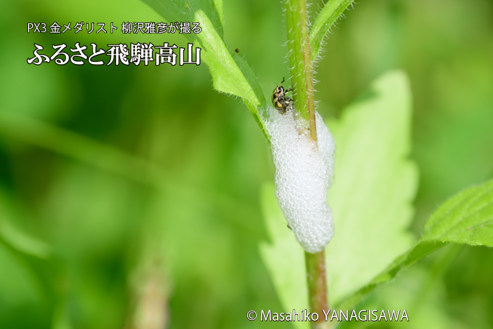飛騨高山に棲むアワフキムシの写真です。