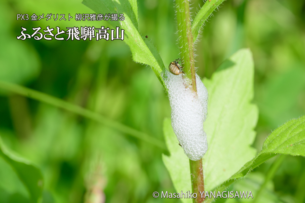 飛騨高山に棲むアワフキムシの写真です。