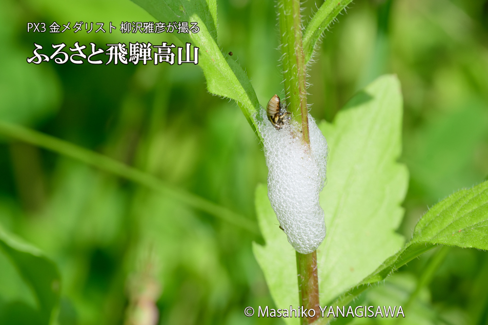 飛騨高山に棲むアワフキムシの写真です。