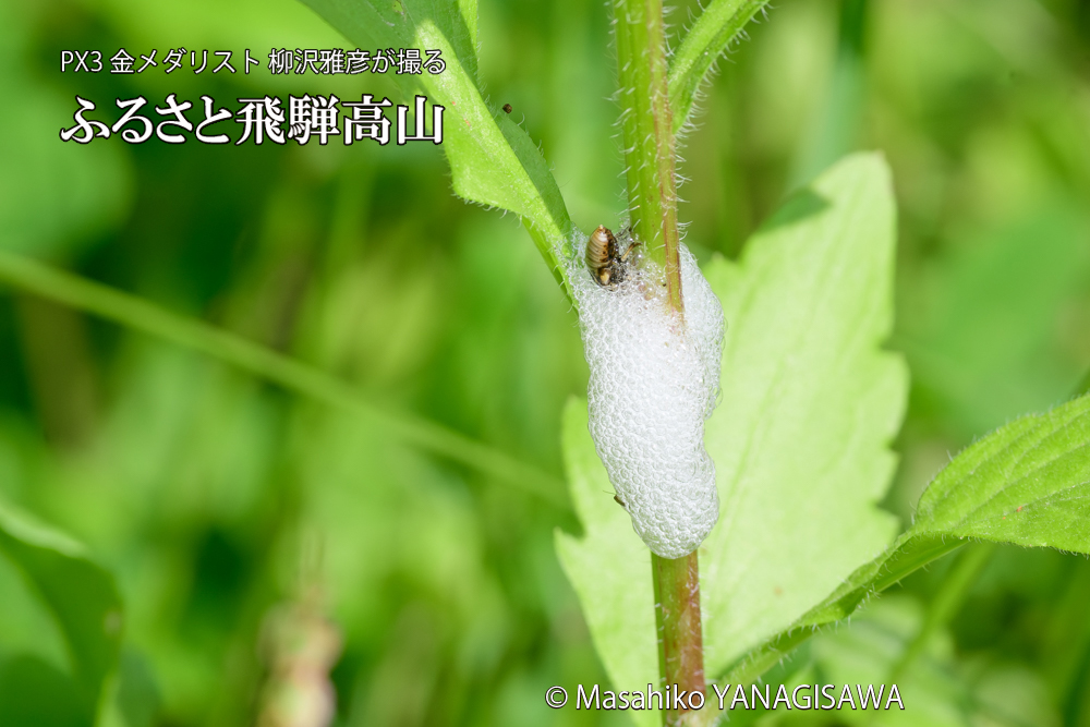 飛騨高山に棲むアワフキムシの写真です。