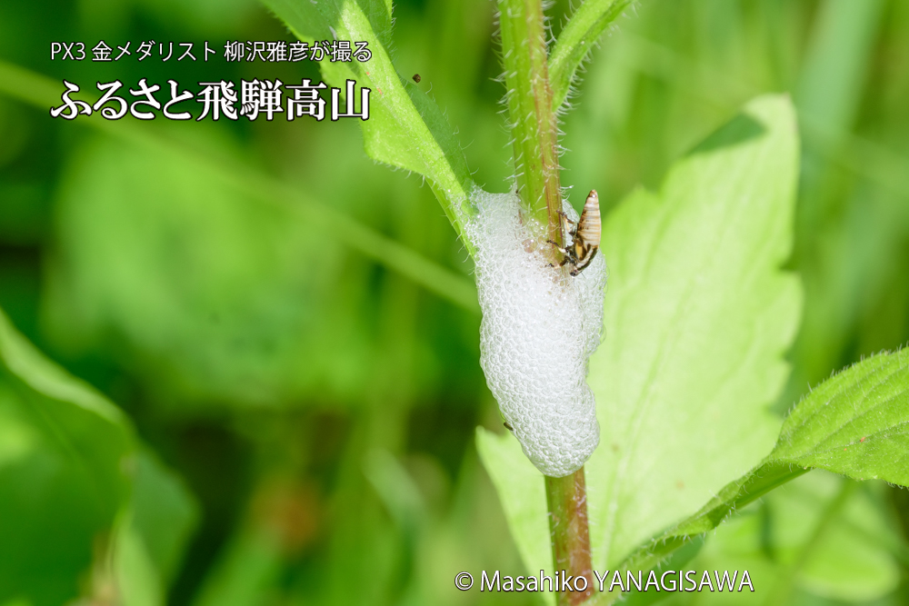 飛騨高山に棲むアワフキムシの写真です。