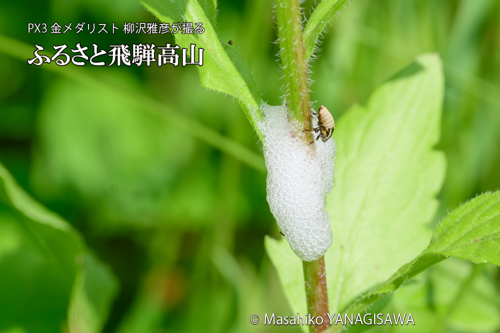 飛騨高山に棲むアワフキムシの写真です。