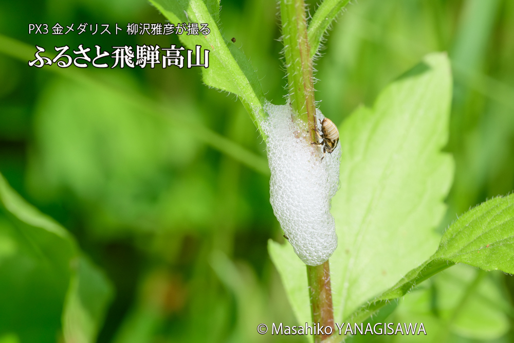 飛騨高山に棲むアワフキムシの写真です。