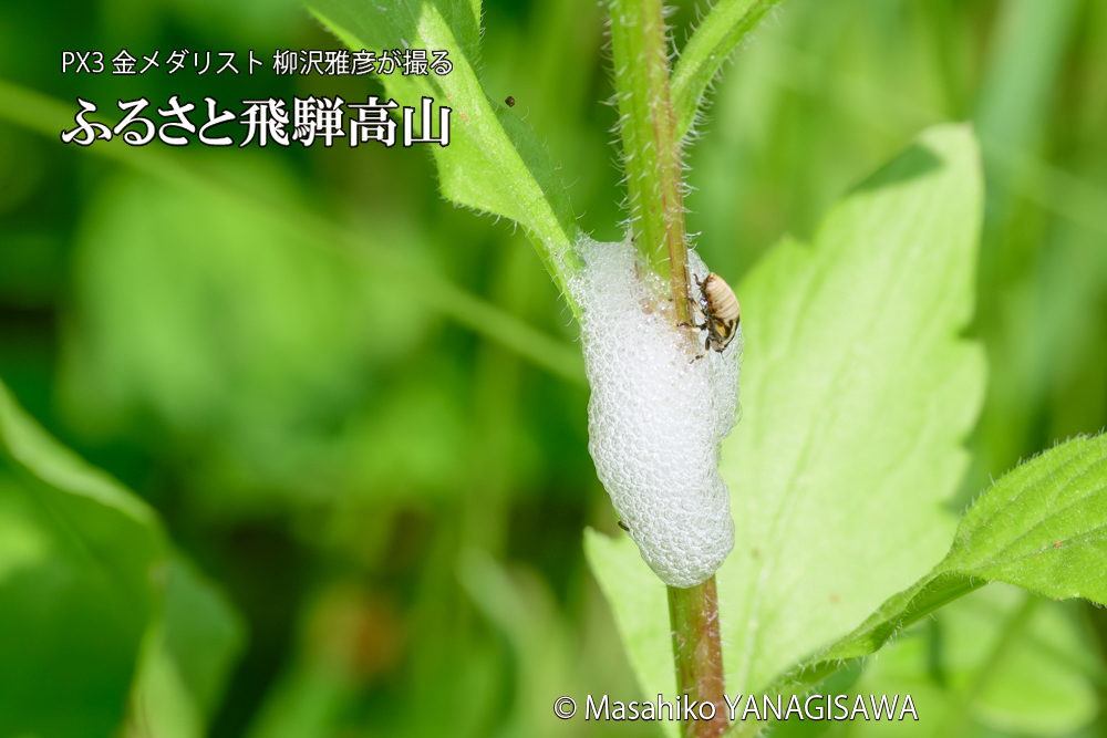 飛騨高山に棲むアワフキムシの写真です。