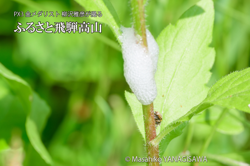 飛騨高山に棲むアワフキムシの写真です。