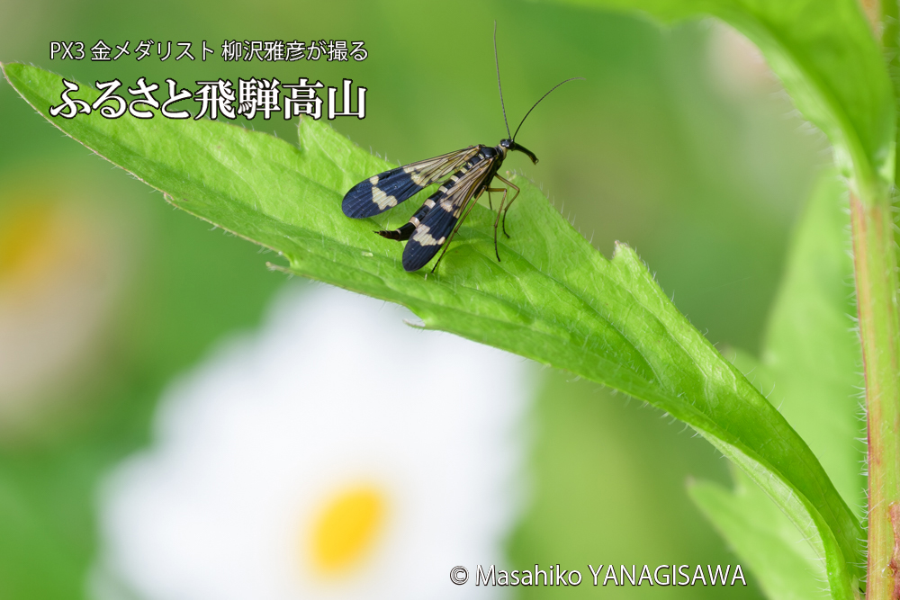 飛騨高山に棲むヤマトシリアゲ雌の写真です。