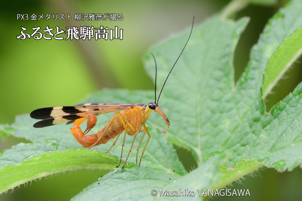 飛騨高山に棲むヤマトシリアゲ雄の写真です。