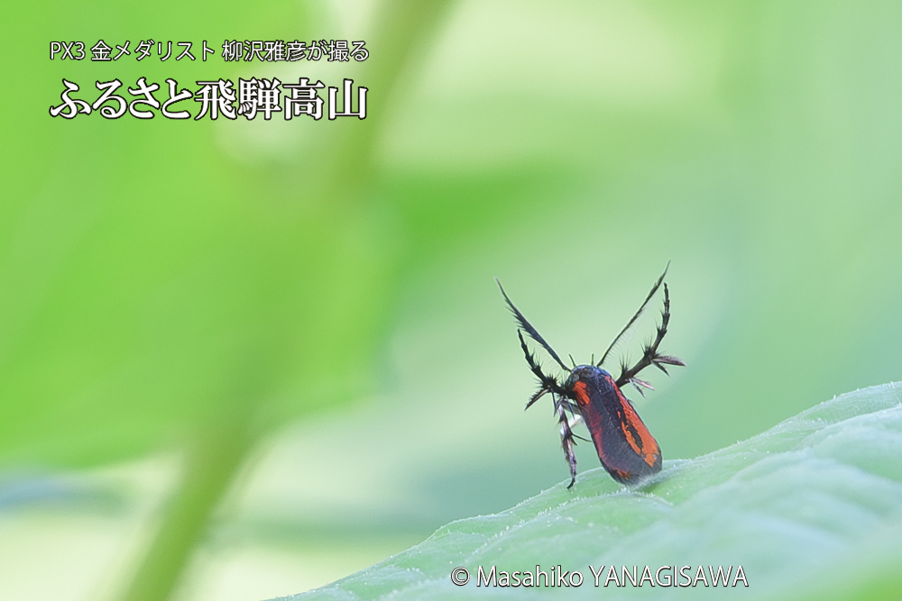 飛騨高山に棲むセグロベニトゲアシガの写真です。