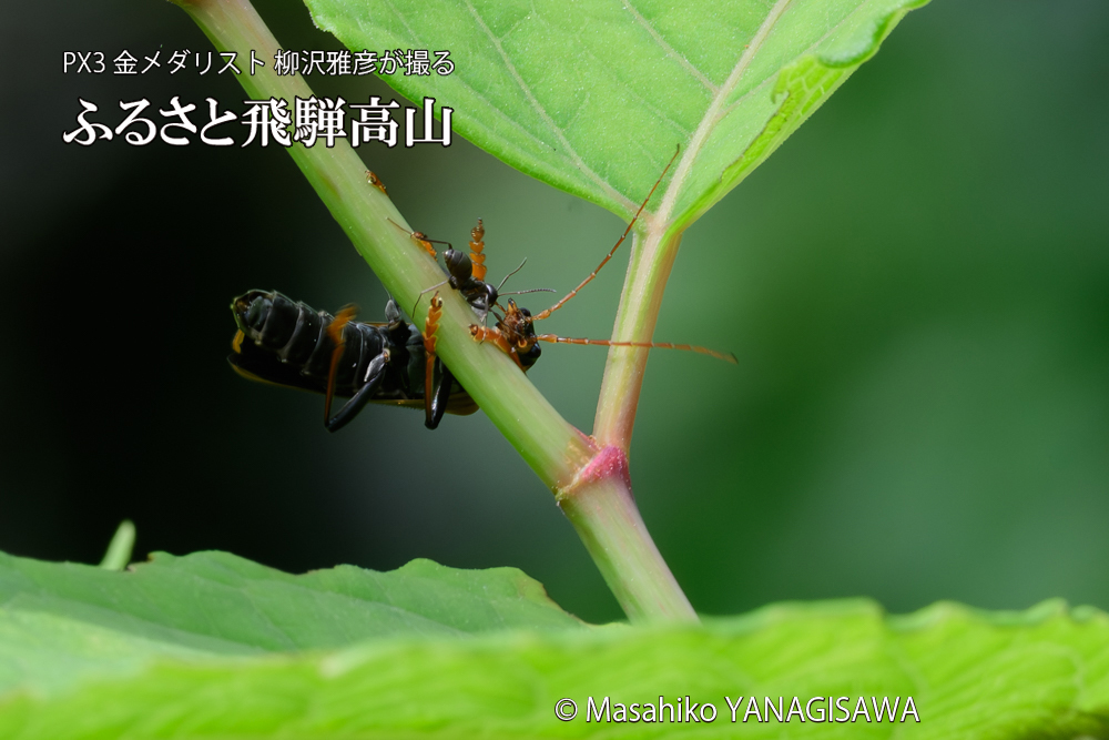 飛騨高山に棲むジョウカイボンの写真です。