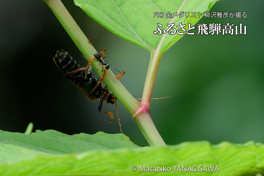 飛騨高山に棲むジョウカイボンの写真です。