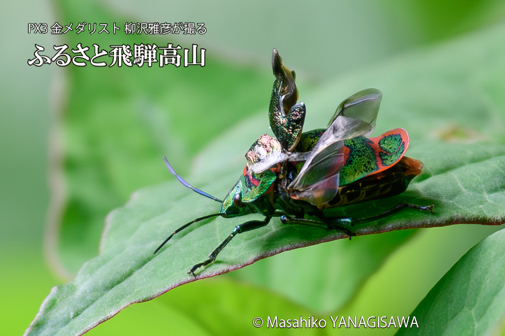 飛騨高山に棲むアカスジキンカメムシの写真です。